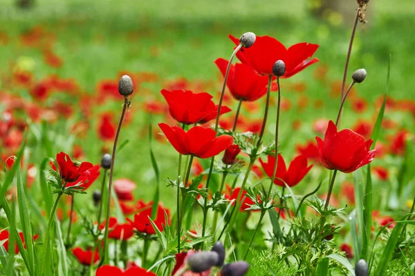 Red Wild Anemones Flowers Bloom Grass Sun Blurred Background Israel — Stock Photo, Image