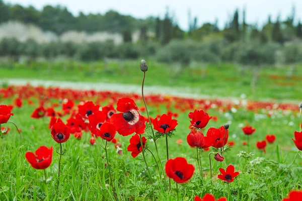 Spring flowering of red flowers anemones in green meadows in southern Israel. Red poppy flowers, national flower of Israel.