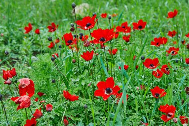 Spring flowering of red flowers anemones in green meadows in southern Israel. Red poppy flowers, national flower of Israel. clipart