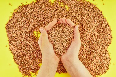 Dağıtılmış taze karabuğday arka planı ve sarı arka planda bir avuç dolusu karabuğday tutan eller. Düz yatıyordu