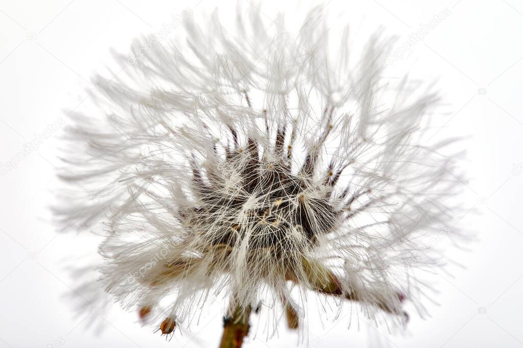 Close-up dandelion tranquil abstract background. Isolated on white.