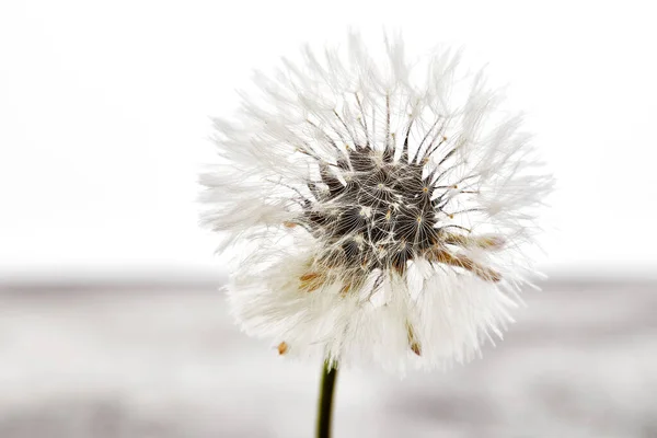 Close Dandelion Tranquil Abstract Background Isolated White — Stock Photo, Image