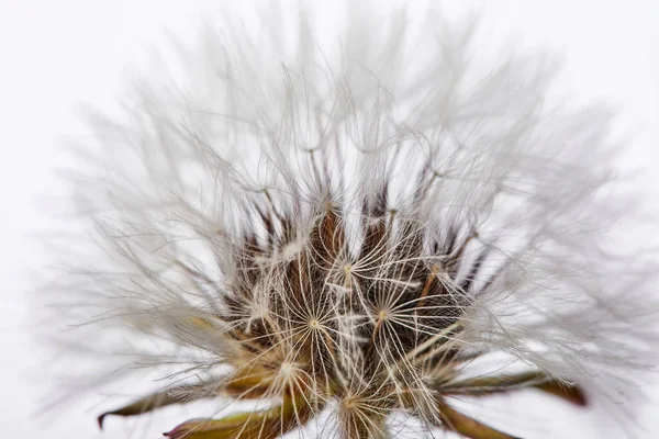 Close Paardebloem Rustige Abstracte Achtergrond Geïsoleerd Wit — Stockfoto