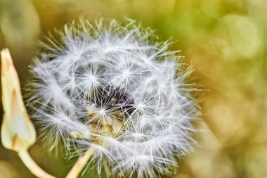 Sarı-yeşil arka planda bir karahindibanın makro görüntüsü. Yakın plan..