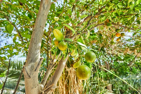 Belle Fraîche Mandarines Vertes Pas Mûres Sur Une Branche Été — Photo