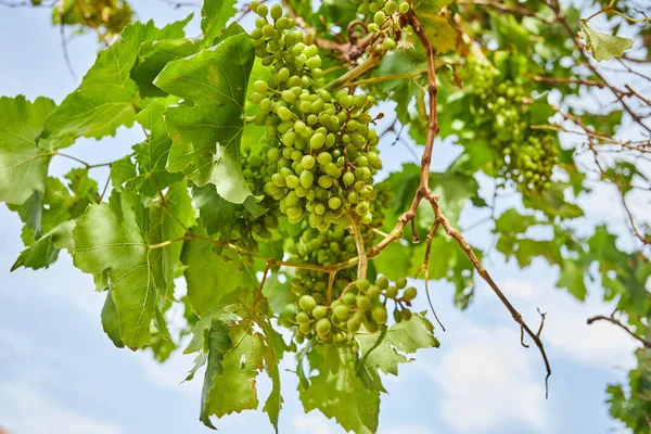 Beaux Raisins Verts Frais Non Mûrs Sur Une Branche Été — Photo