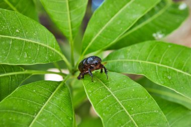 Parlak güneşli bir günde yeşil yapraklı toprak gübre böceğinin yakın çekimi..