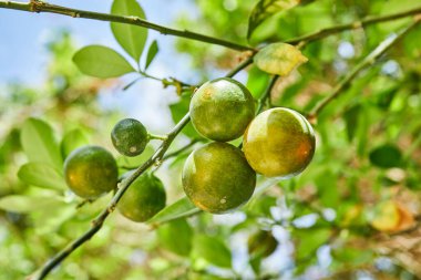 Güzel ve taze yeşil, olgunlaşmamış mandallar Yazın mavi gökyüzüne karşı bir dalda.