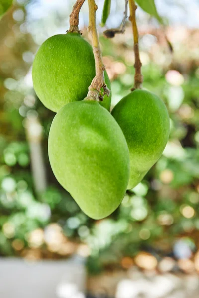 Belles Mangues Vertes Fraîches Non Mûres Sur Une Branche Été — Photo