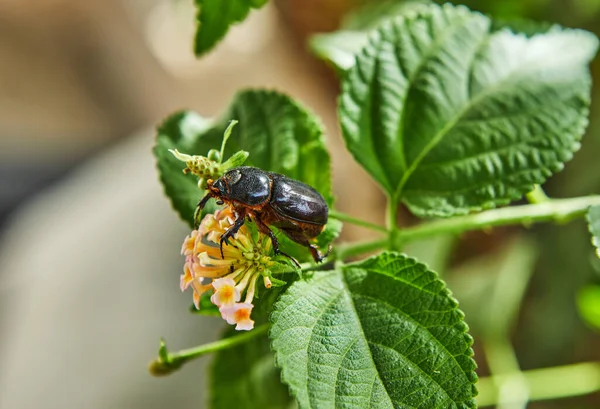 Primer Plano Escarabajo Estiércol Tierra Follaje Verde Con Una Flor — Foto de Stock