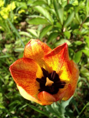 Sarı lale çimlerin üzerinde