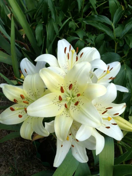 Lys Blanc Dans Jardin — Photo