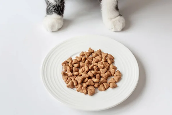 Домашняя Кошачья Еда Чёрно Белая Кошка Ест Пищу Уход Животными — стоковое фото