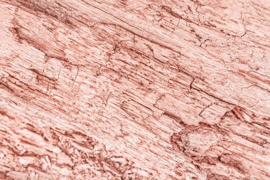 Gül sarısında moda pastel arka plan. Ağaç dokusu ağacı