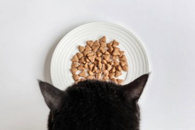 Evcil kedi maması. Siyah ve beyaz bir kedi yemek yiyor. Hayvan Bakımı