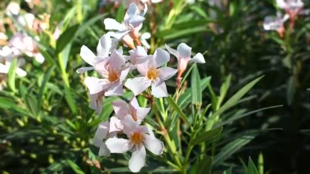 強い風の中で晴れた日に庭の花が動く — ストック動画