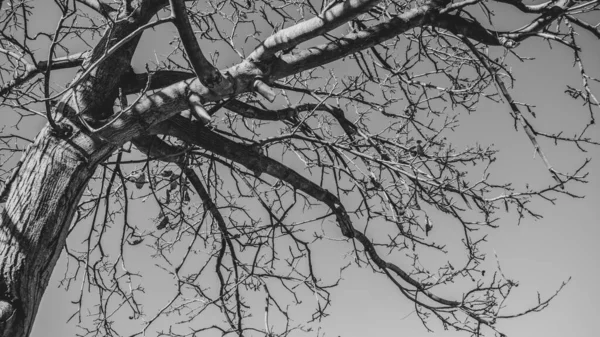 Monocromo Paisaje Escénico Invierno Con Árbol Ramas Secas Blanco Negro —  Fotos de Stock