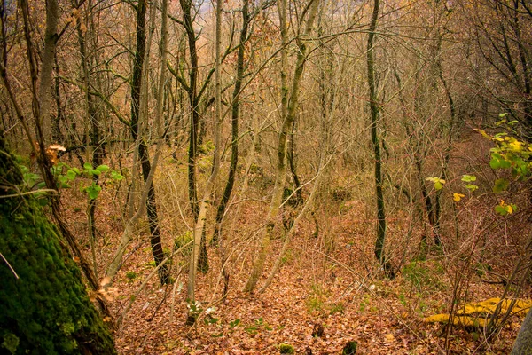 Podzimní pozadí v lese — Stock fotografie