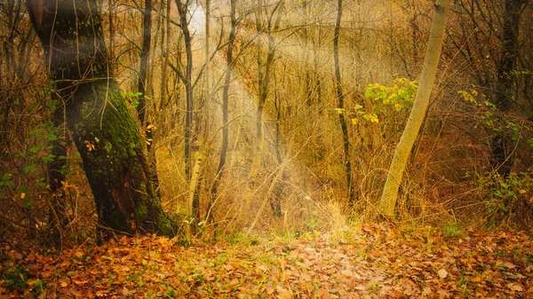 Сухие деревья в лесу, Осенний пейзаж . — стоковое фото