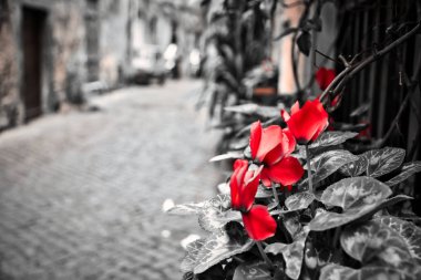Kırmızı Çiçekler caddede, şehir merkezinde siyah beyaz arka plan.