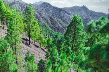 Kanarya Çamı kanarya adasının tipik bir ağacıdır, tropikal bir çam ağacıdır ve düşük ısıya dayanmaz..