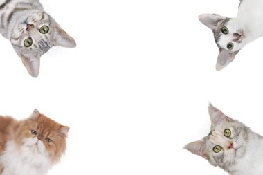 Yukarıdan bakarak farklı kedi kafaları