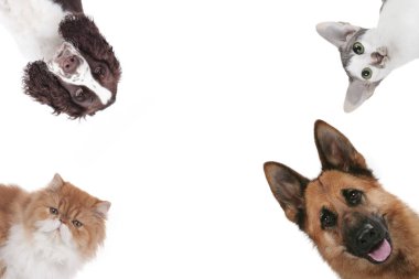 İki kedi ve iki köpek kafası izole