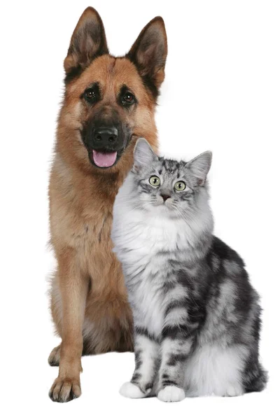 分離された猫と犬の一緒に座って — ストック写真