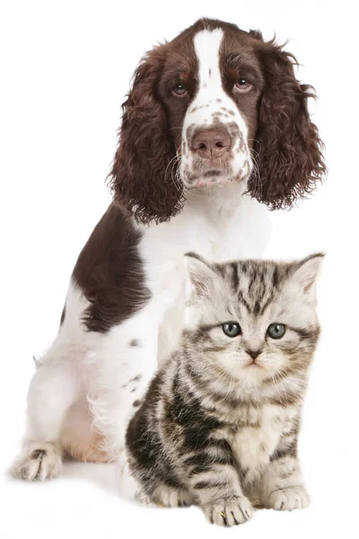 Chat et chien assis ensemble isolés — Photo