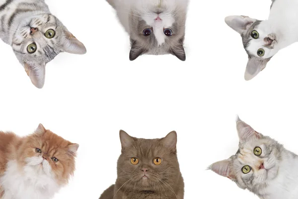 Forskjellige kattehoder ser ovenfra – stockfoto