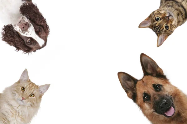 Dos gatos y dos cabezas de perro aislados —  Fotos de Stock