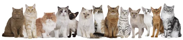 Тринадцать кошек в ряд изолированы — стоковое фото