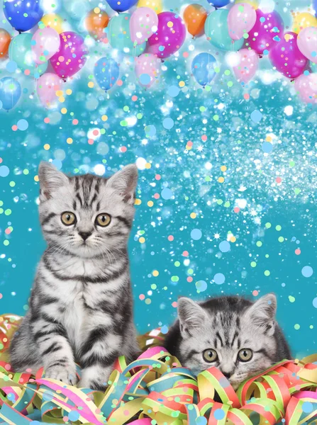 Britská krátkosrstá kočka kotě s konfety a balóny — Stock fotografie