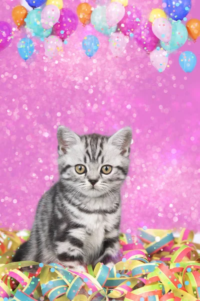 British shorthair kitten with confetti and balloons — Stock Photo, Image