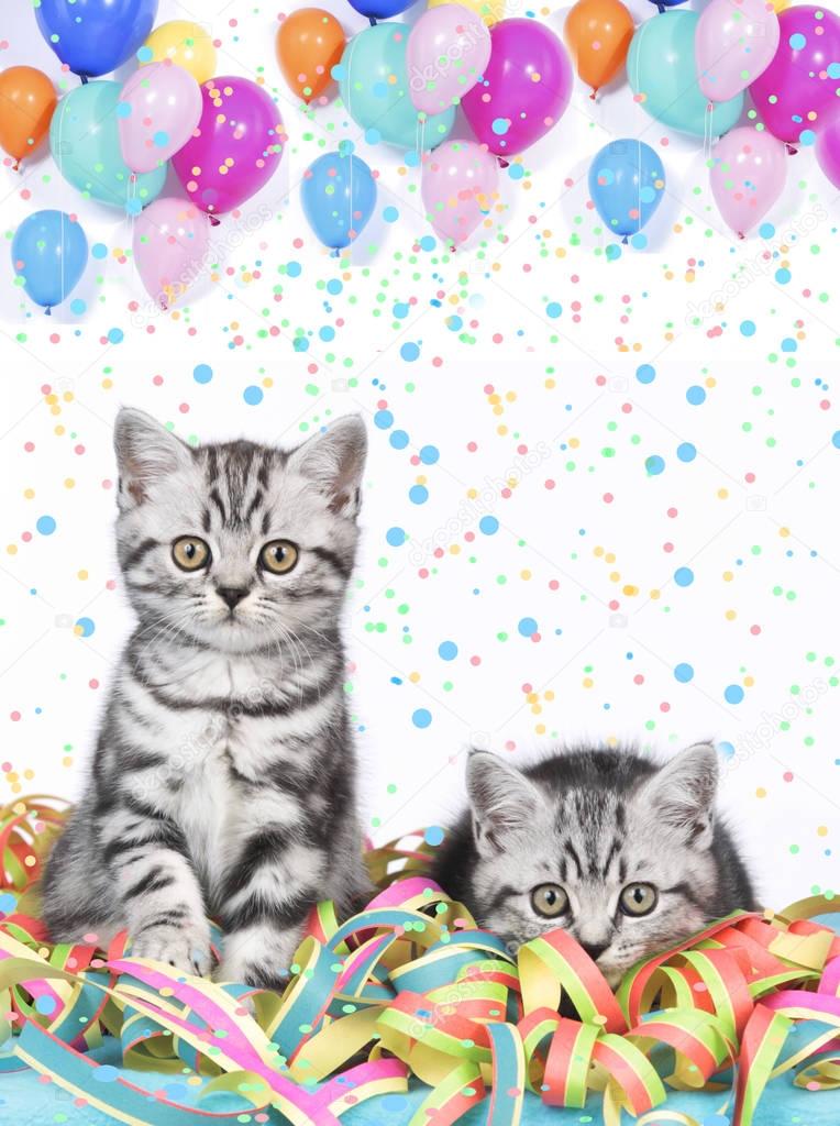 British shorthair kitten with confetti and balloons