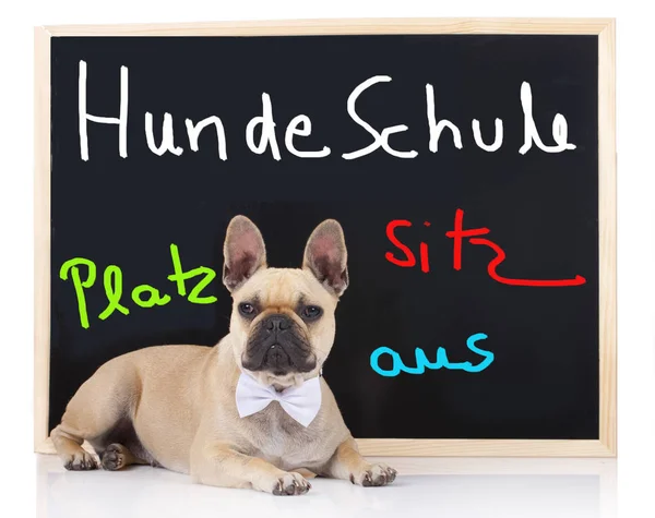 French bulldog in front of a l black board — Stock Photo, Image
