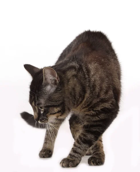 Cat walking sideways — Stock Photo, Image