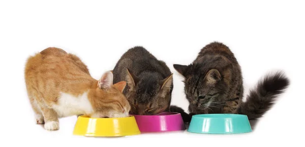 Gatos sentados em tigela de comida — Fotografia de Stock