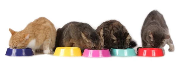 Gıda bowl oturan kedi