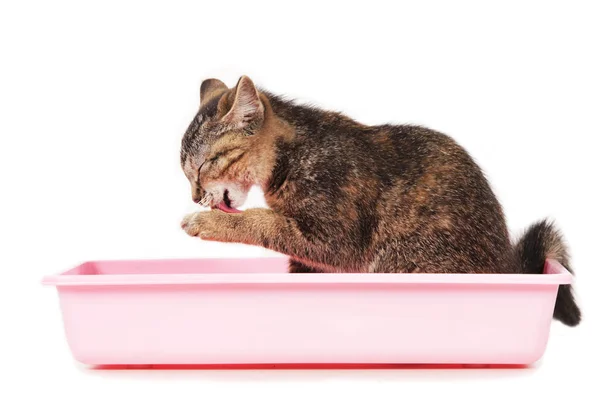 Gatinho sentado em caixa de areia de gato — Fotografia de Stock