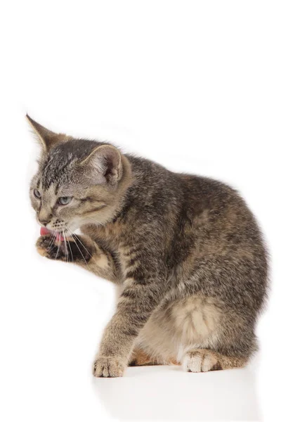 Котенок облизывает лапу — стоковое фото