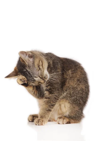 Kitten likken zijn poot — Stockfoto