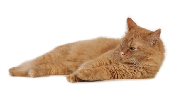 Yana doğru yatan kırmızı kedi — Stok fotoğraf