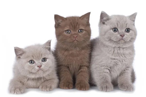 Tre brittiska korthår kattunge sida vid sida — Stockfoto