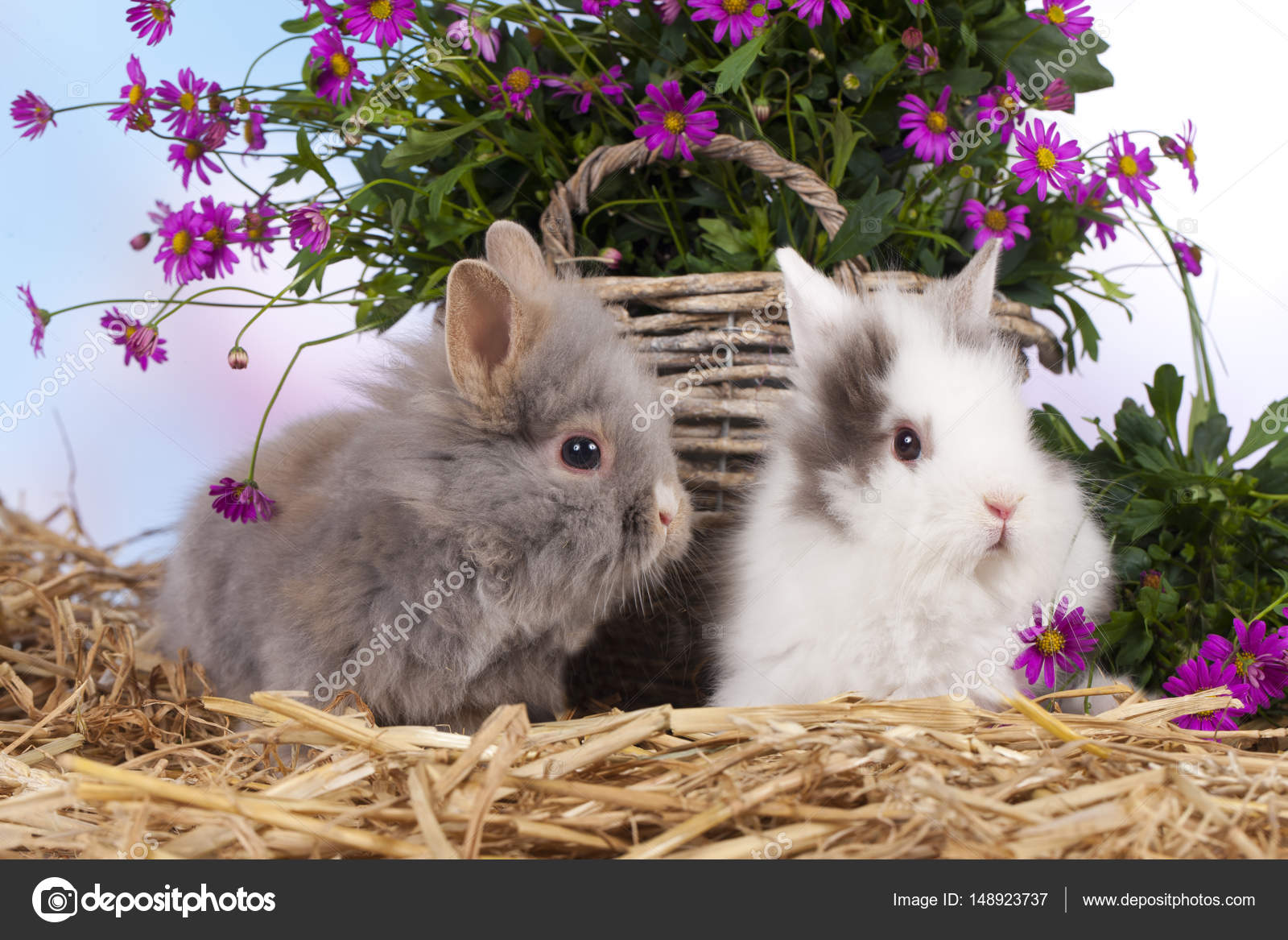 Cute Teacup Bunnies