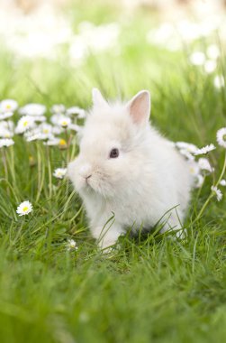 Otların arasında oturan sevimli tavşan tavşan