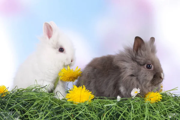 Lindo conejo de Pascua conejo sentado en verde hierba —  Fotos de Stock