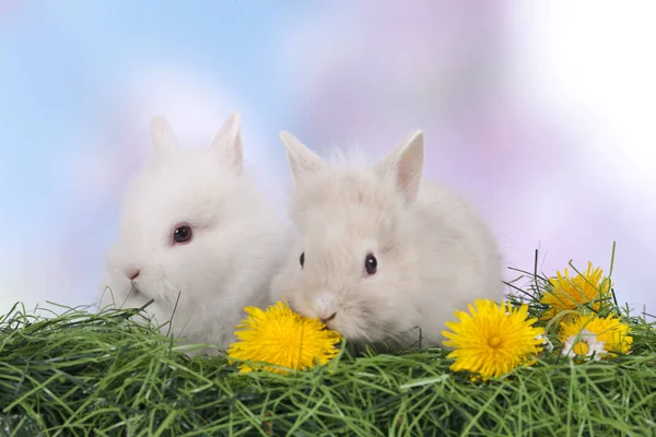 緑の草の上に座ってかわいいイースターのウサギ — ストック写真