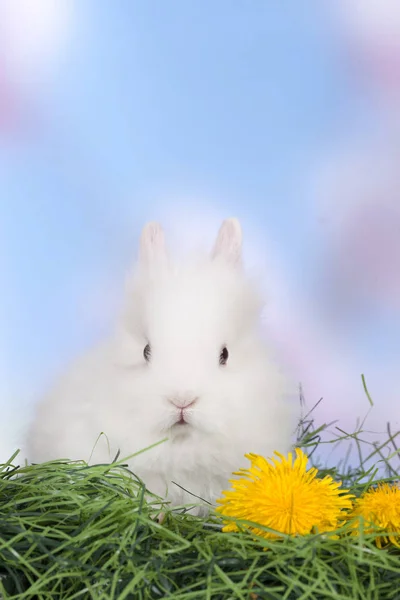 Ładny królik bunny Wielkanoc siedzi na zielonej trawie — Zdjęcie stockowe