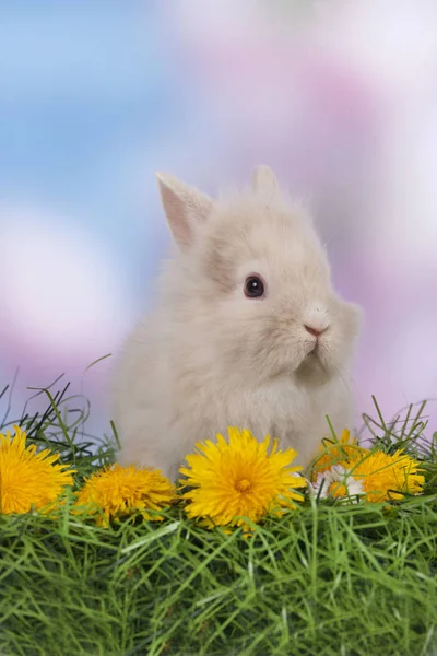 Cute easter bunny rabbit sitting on green grass